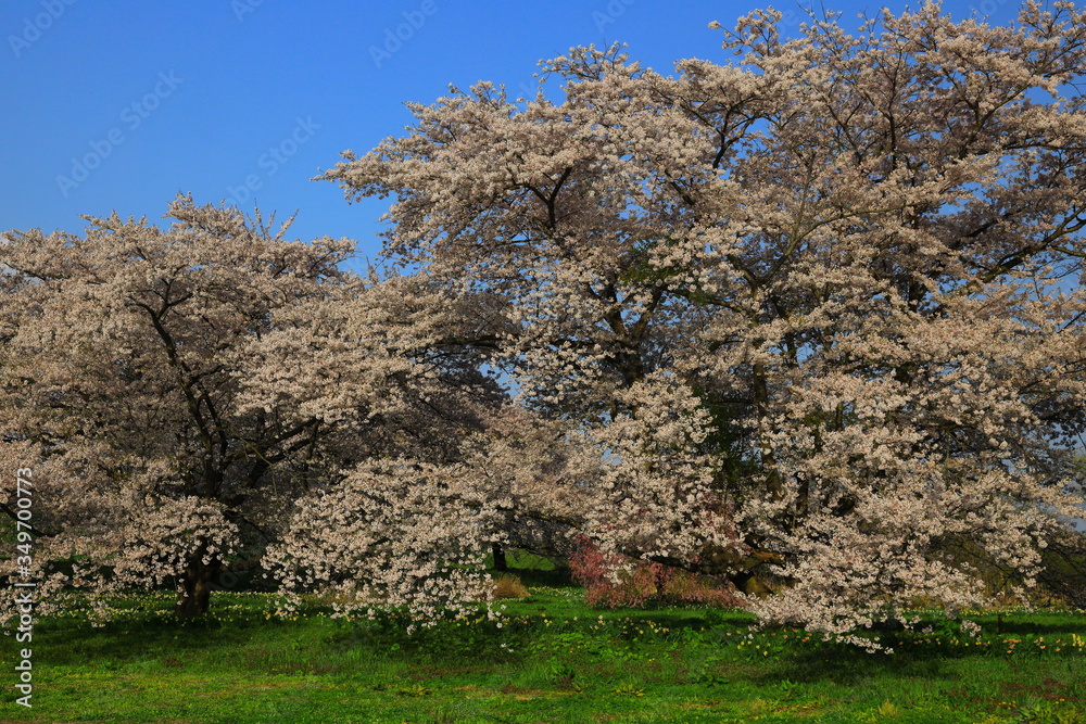 岩手県奥州市　青空と桜