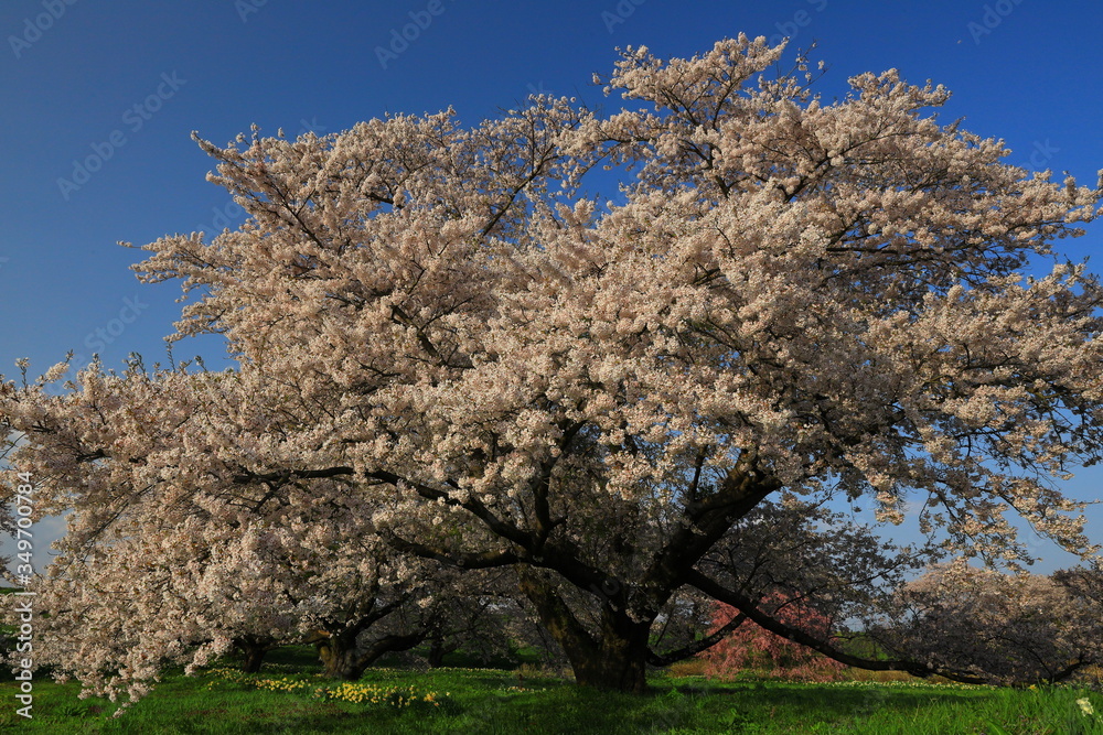 岩手県奥州市　青空と桜