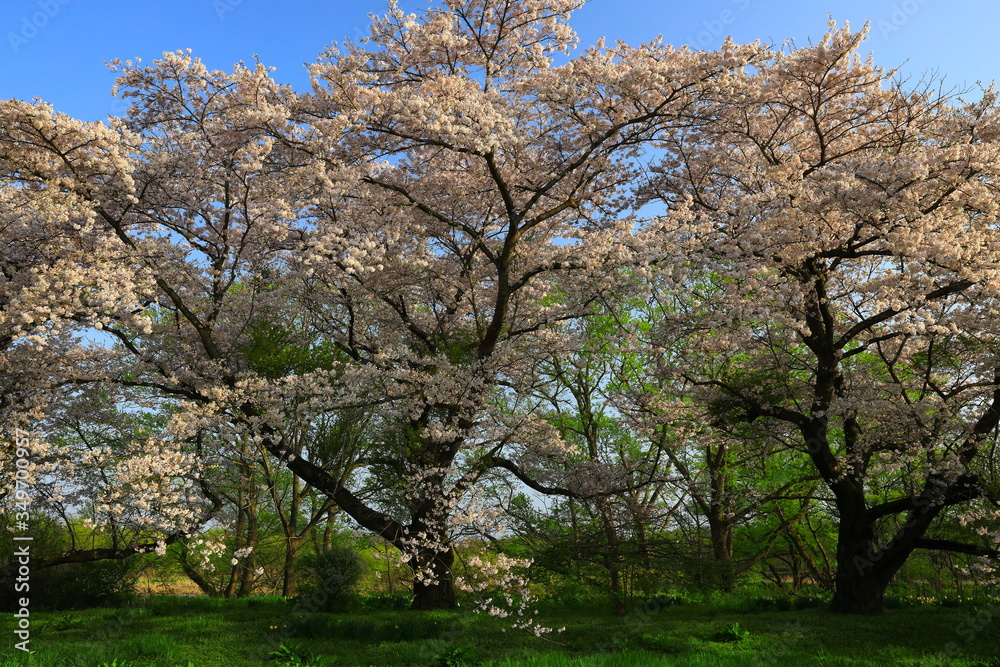 岩手県奥州市　青空と桜