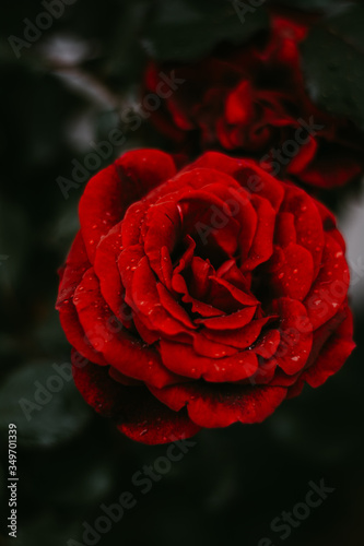 red rose on black background