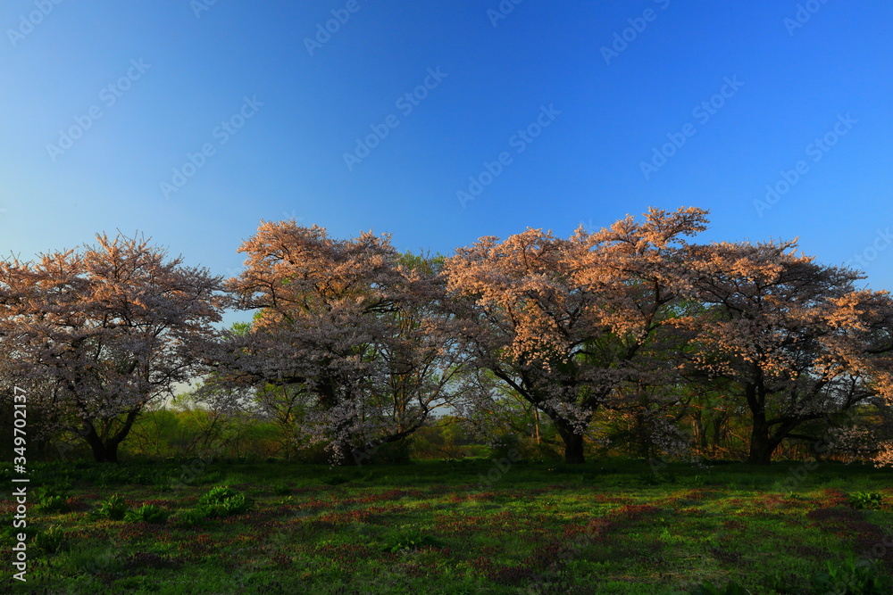 岩手県奥州市　夕焼けと桜