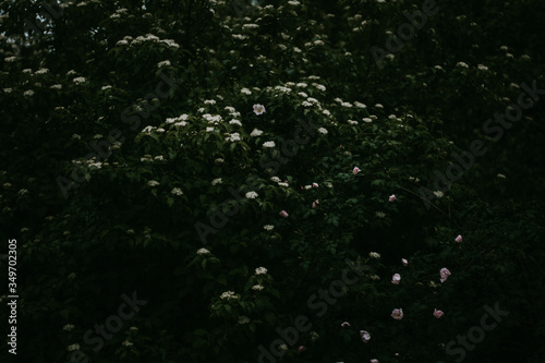 Moody tree with white flowers 