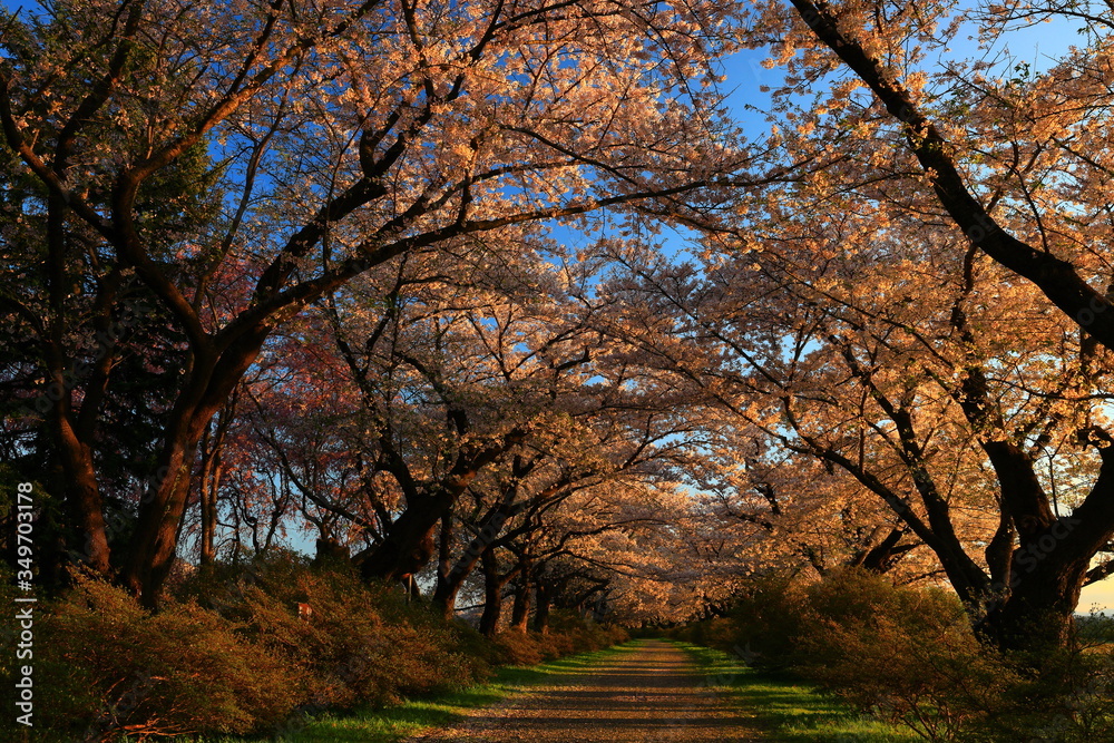 Fototapeta premium 夕焼けの桜並木
