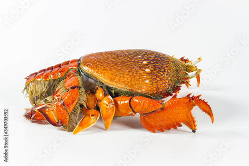 Red frog crab or Spanner crab (Ranina ranina) isolate on white background photo