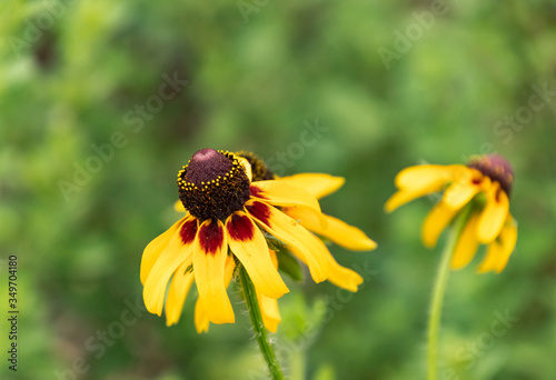 Closeup of one yellow Black-Eyed Susan flower with a green background