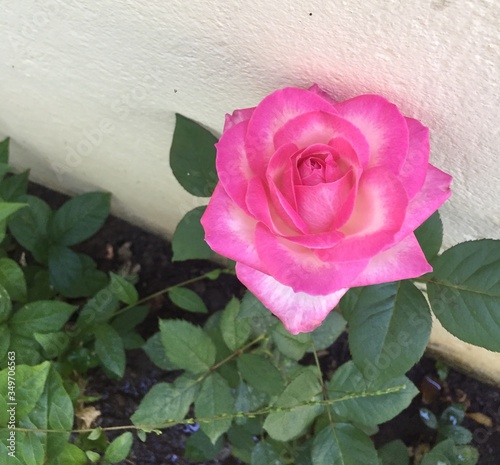 pink rose in the garden