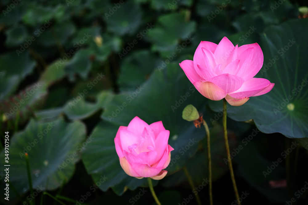 pink Lotus flower plants Autumn composition
