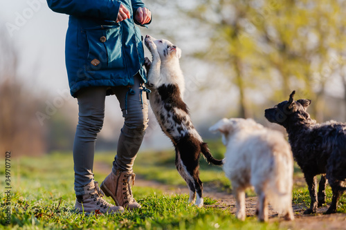 Canvas Print woman walks with cute small dogs outdoors