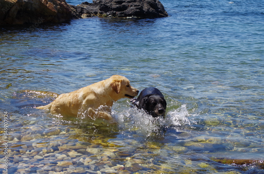 perros jugando en agua perros jugando en agua