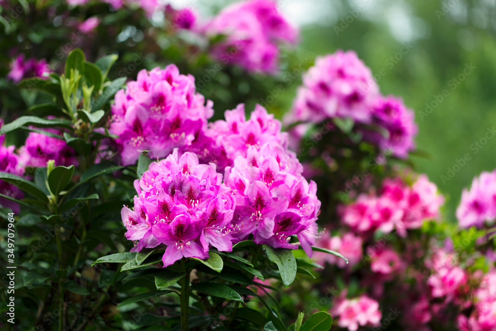 Rhododendron flowers in full bloom during springtime Rhododendron flowers in full bloom during springtime