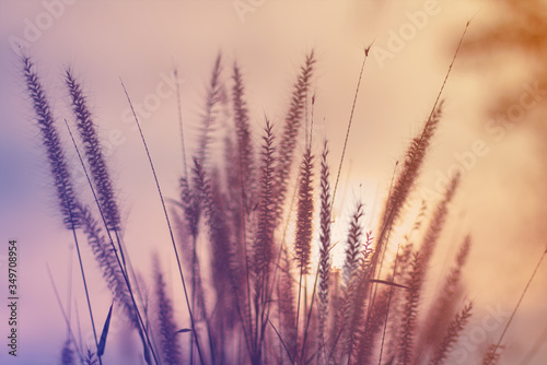 Beautiful grass flowers with warm morning sun with pastel color.