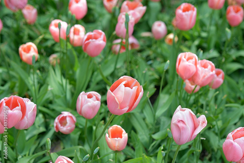 TULIPS IN SPRING PINK COLOR 