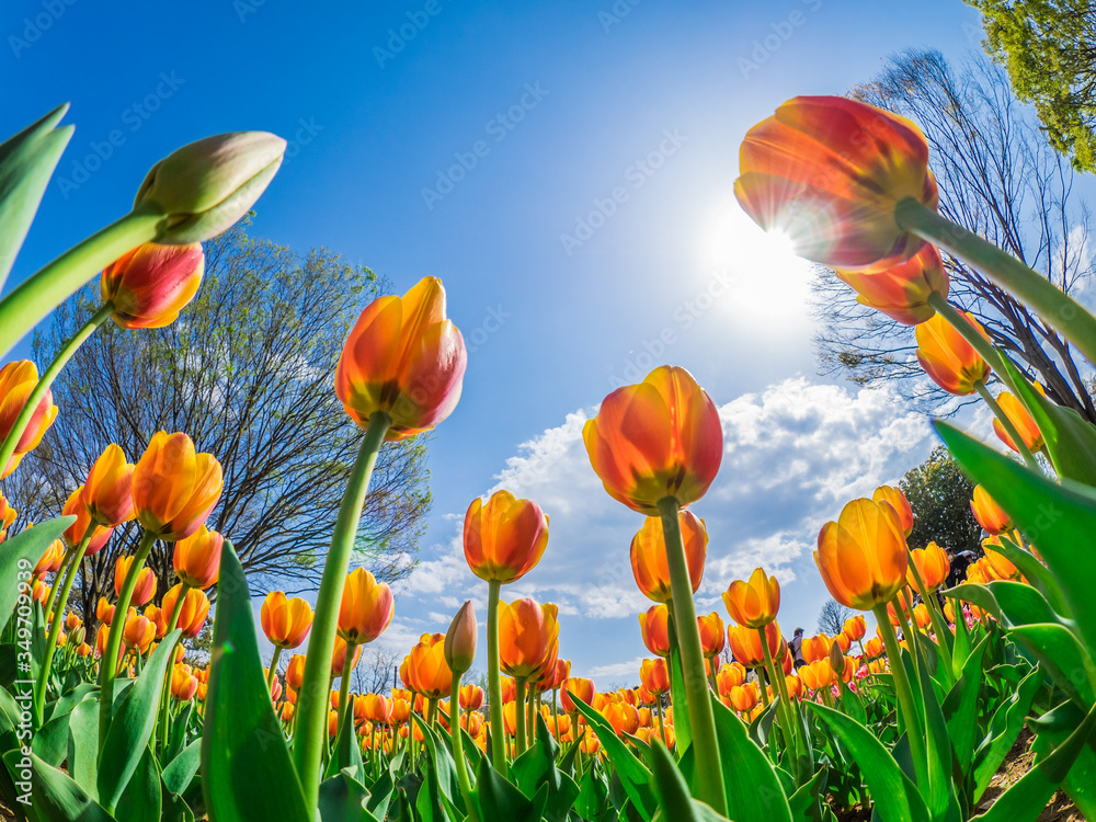 Obraz premium チューリップ tulip