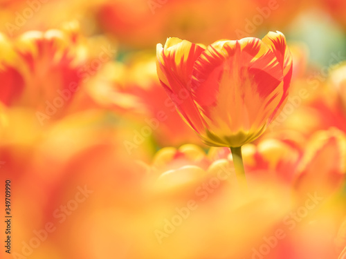 チューリップ tulip