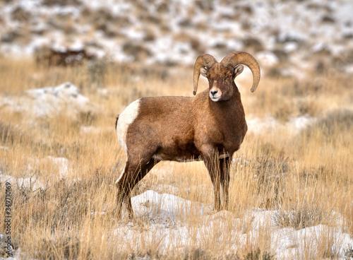 Winter Bighorn Ram 15