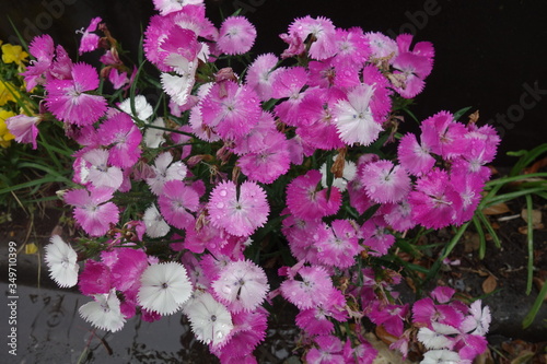 Fototapeta Naklejka Na Ścianę i Meble -  雨に濡れた紫の撫子の花