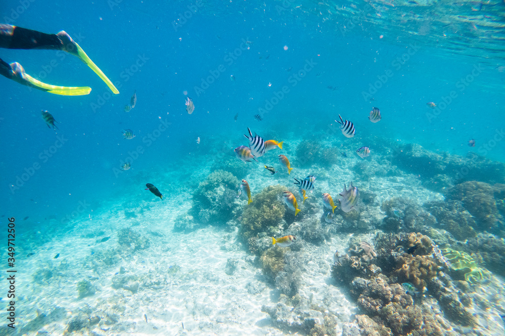 Underwater Scenery Of Mabul Island,Malaysia. Underwater Scenery Of Mabul Island,Malaysia.