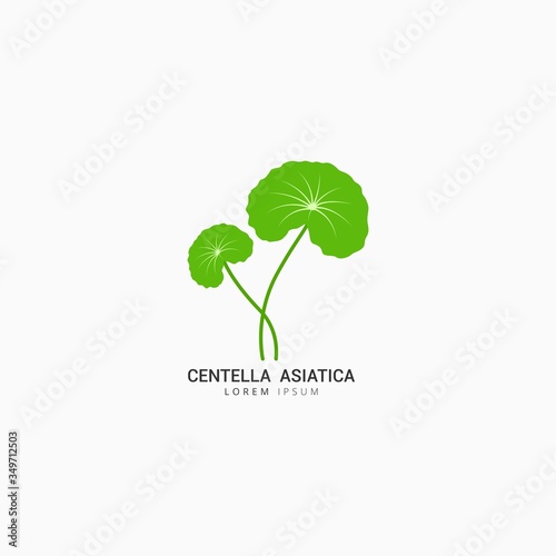 Centella Asiatica icon logo vector design template photo