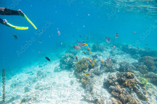 Underwater Scenery Of Mabul Island,Malaysia.