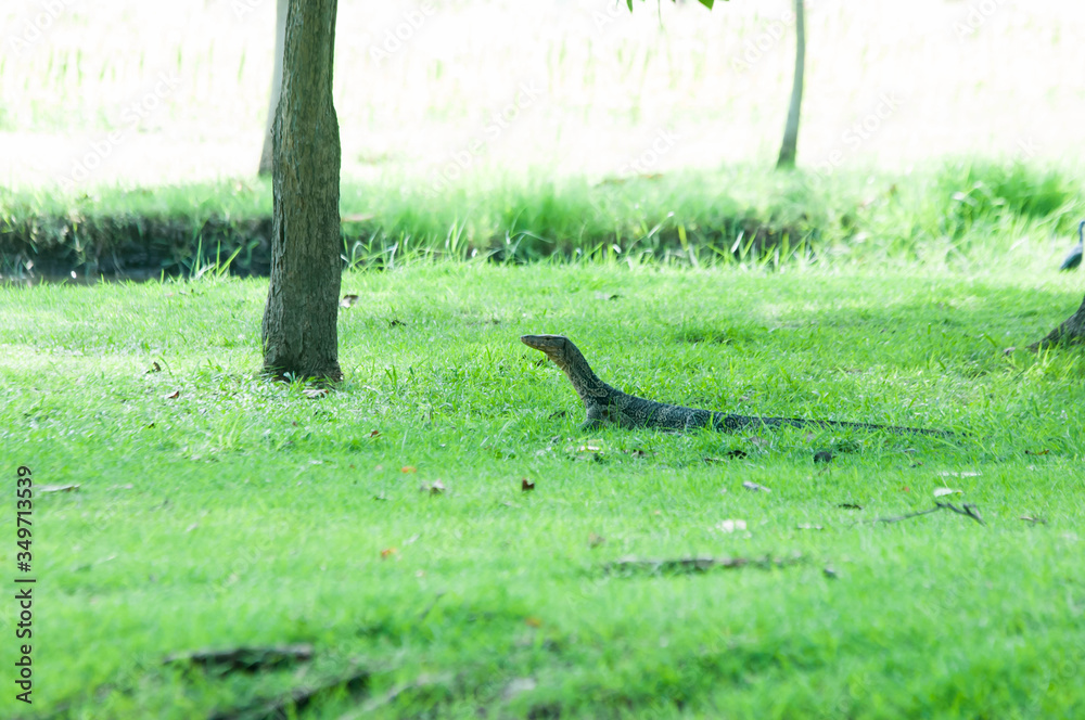 bird in the grass