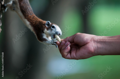 squirrel on a hand