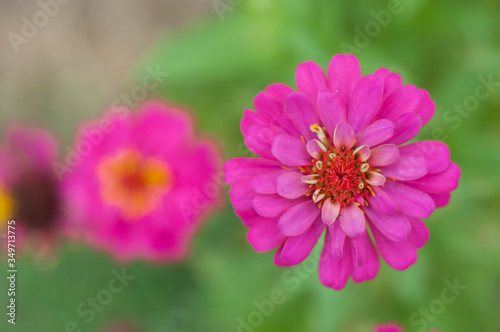 pink cosmos flower