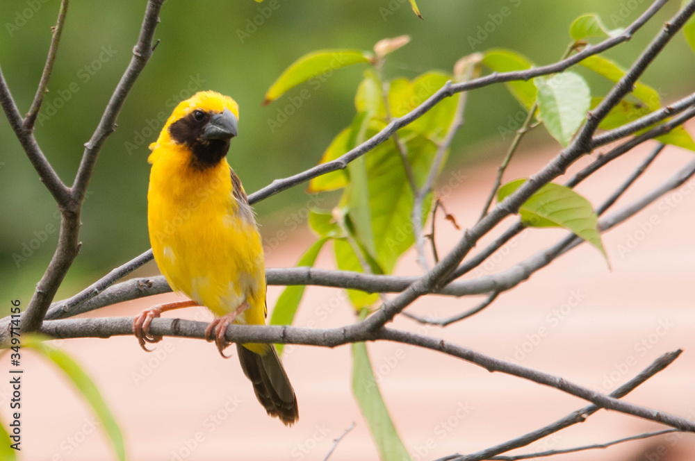 Fototapeta premium blue tit on tree branch