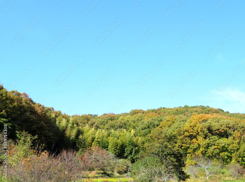 日本の田舎の風景　11月　黄葉　山の木々と青空
