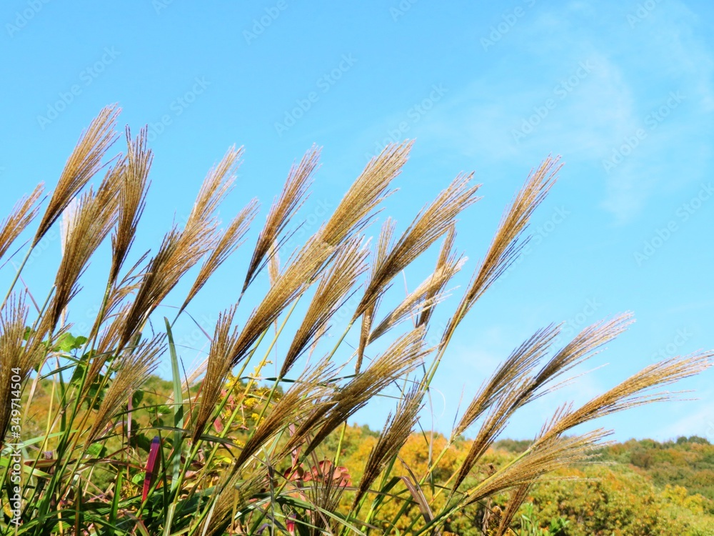 日本の田舎の風景 11月 すすきと山と青空 日本の田舎の風景 11月 すすきと山と青空