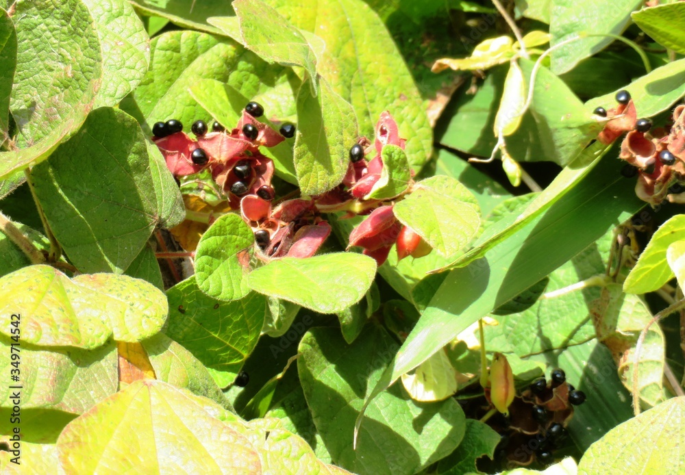 Obraz premium 日本の田舎の風景 11月 蔓の実 トキリマメ（吐切豆）