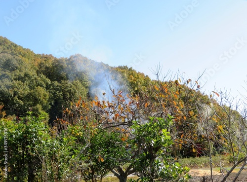 日本の田舎の風景 11月 里の野焼き