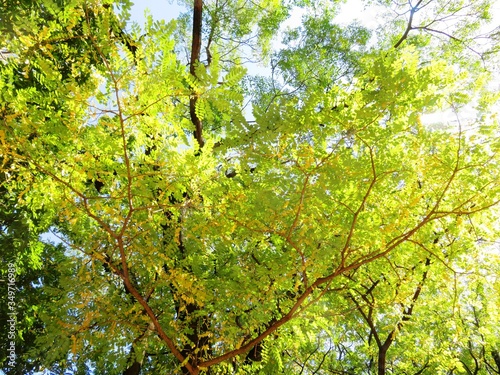 Fototapeta Naklejka Na Ścianę i Meble -  日本の田舎の風景　11月　黄葉と木漏れ日