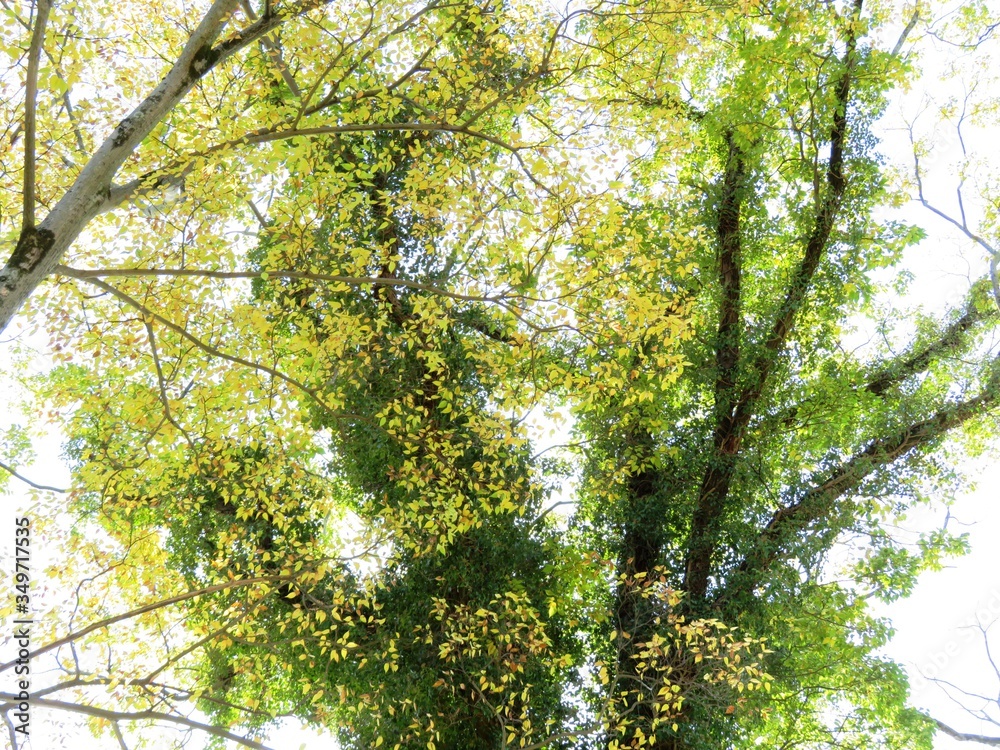 Fototapeta premium 日本の田舎の風景 11月 黄葉と木漏れ日