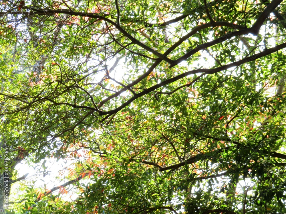 Obraz premium 日本の田舎の風景 11月 黄葉と木漏れ日