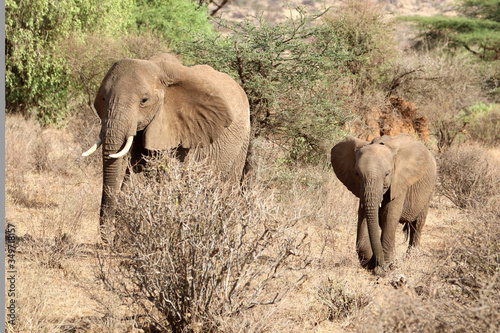 elephant mama & baby