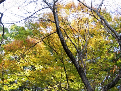 日本の田舎の風景 11月 裸木と黄葉