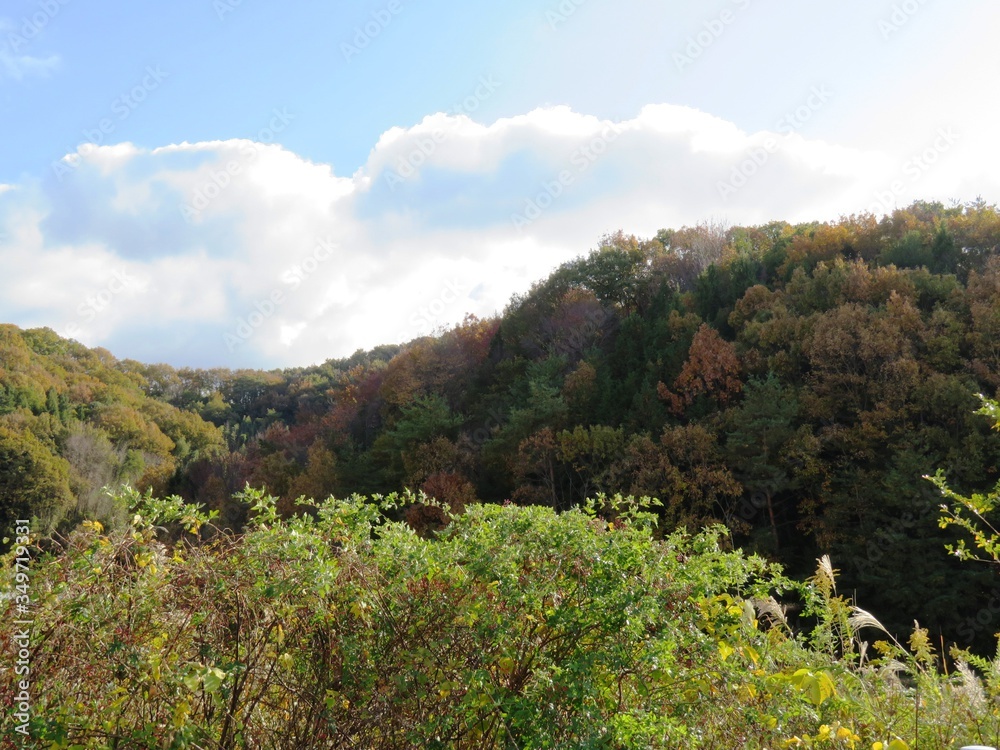 日本の田舎の風景　11月　黄葉　山の木々　　野茨の赤い実