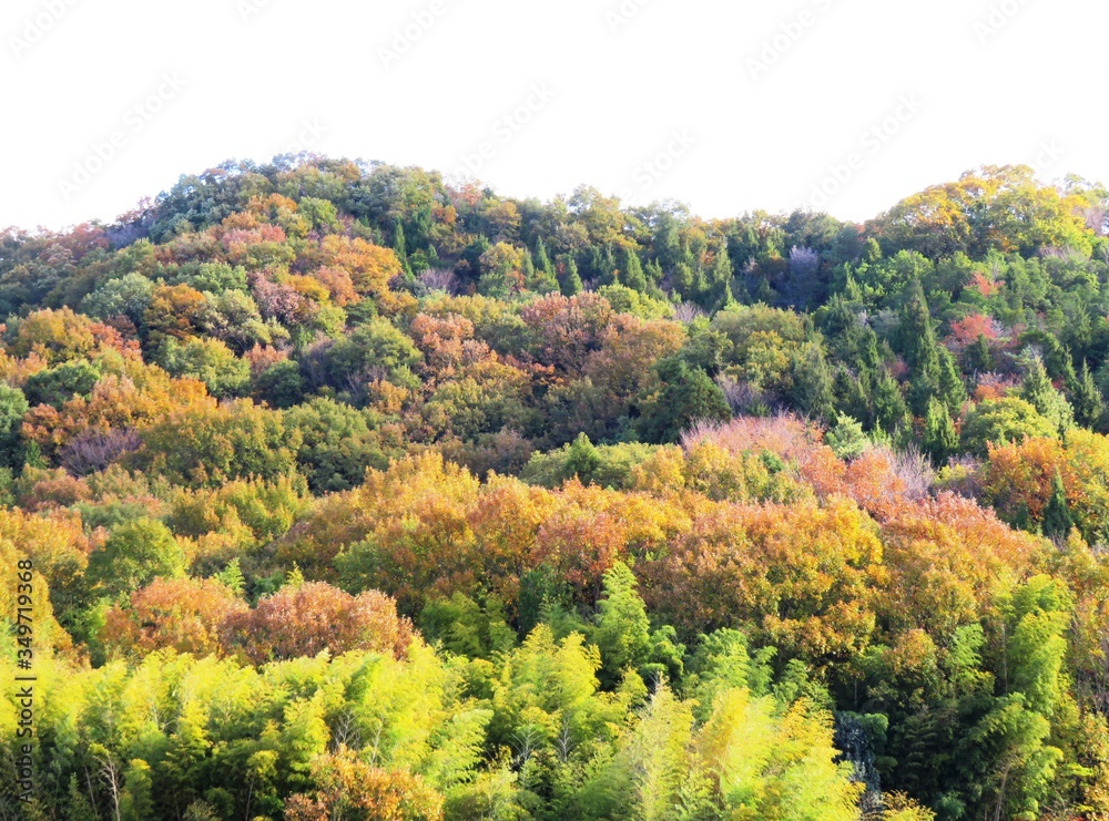 日本の田舎の風景　11月　黄葉　山の木々