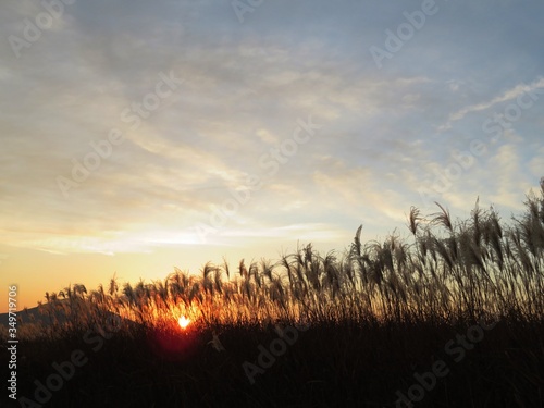 日本の田舎の風景 11月 ススキと夕陽