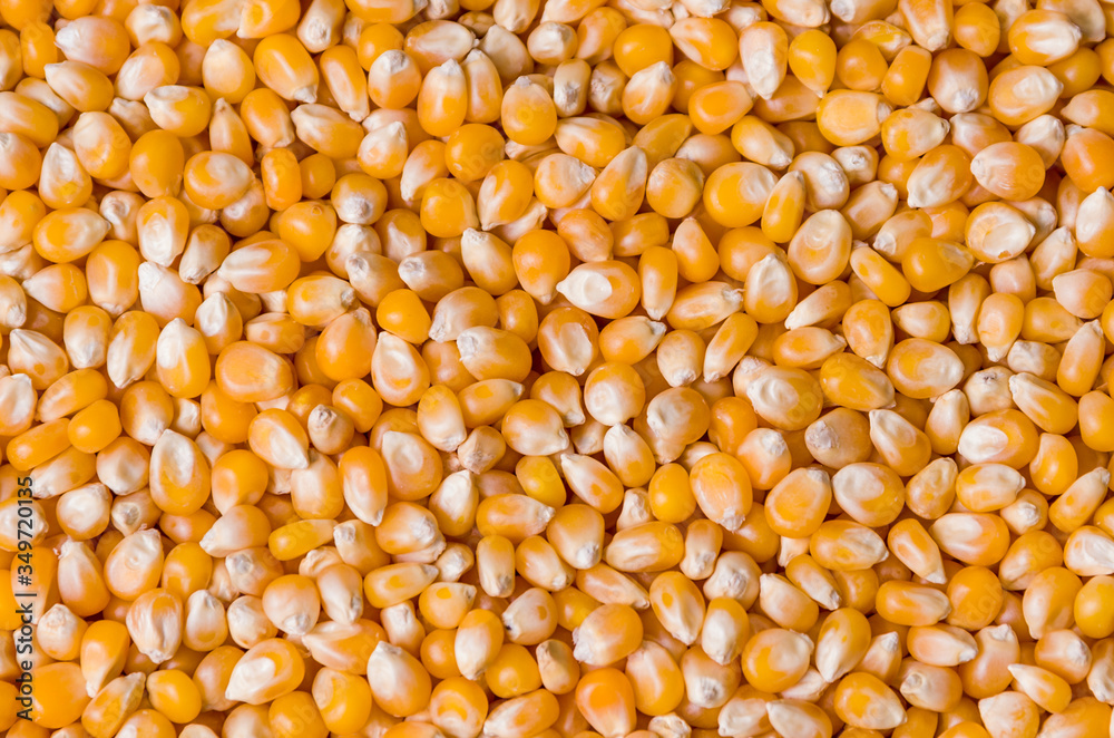 Beautiful pop corn background for various use. Popcorn corn grai Beautiful pop corn background for various use. Popcorn corn grai