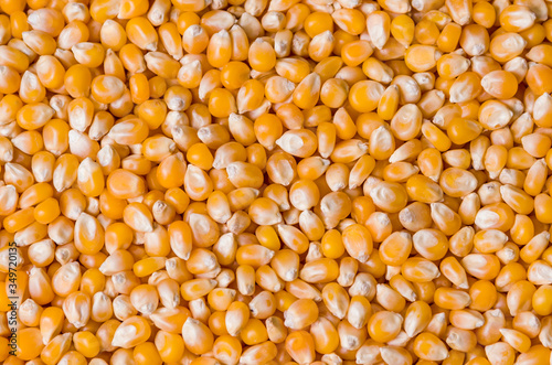 Beautiful pop corn background for various use. Popcorn corn grai