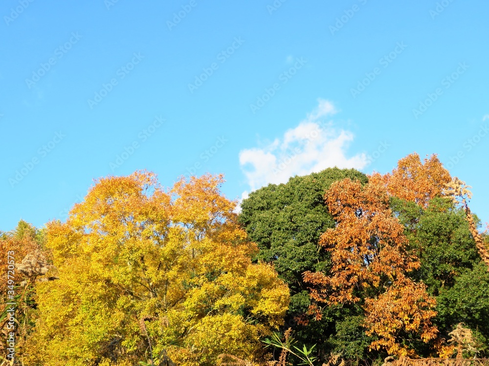 日本の田舎の風景　11月　黄葉と青空　山の木々