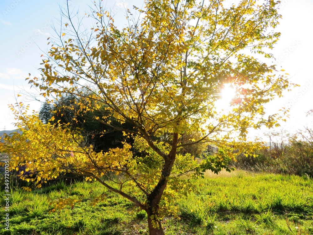 日本の田舎の風景　11月　黄葉と夕陽　山の木々