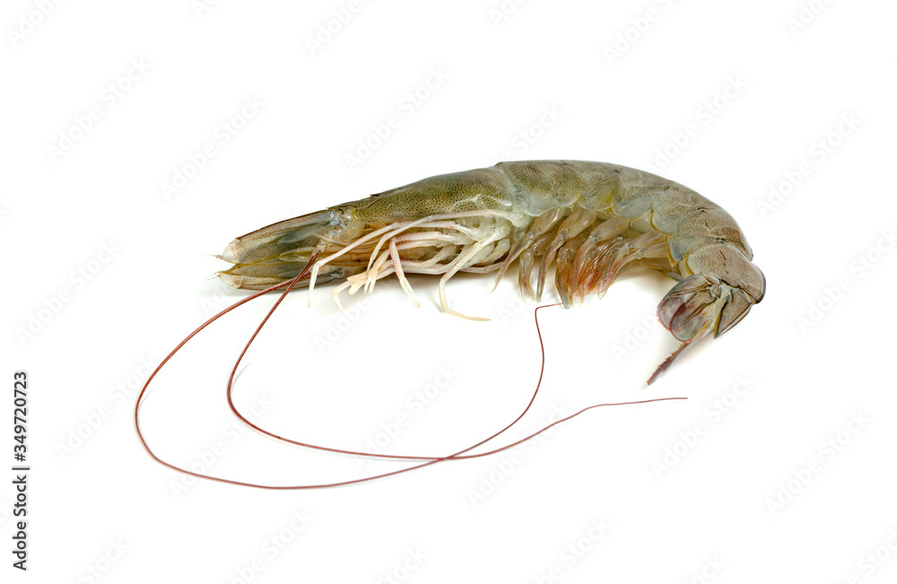 shrimp raw isolated on white background