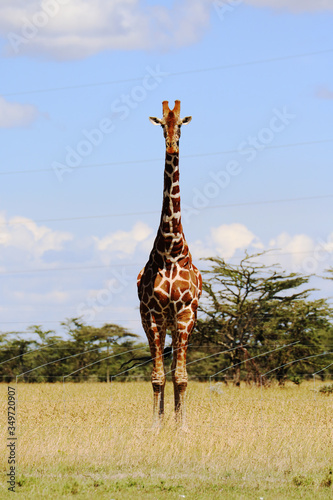giraffe