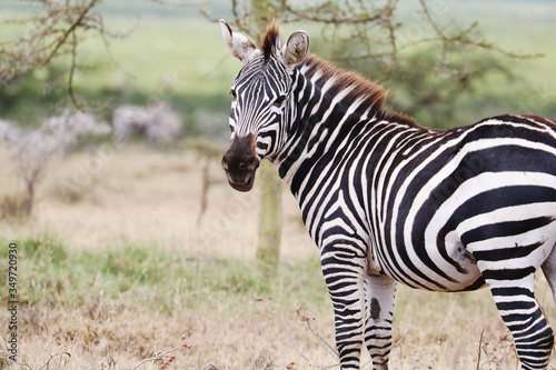 zebra