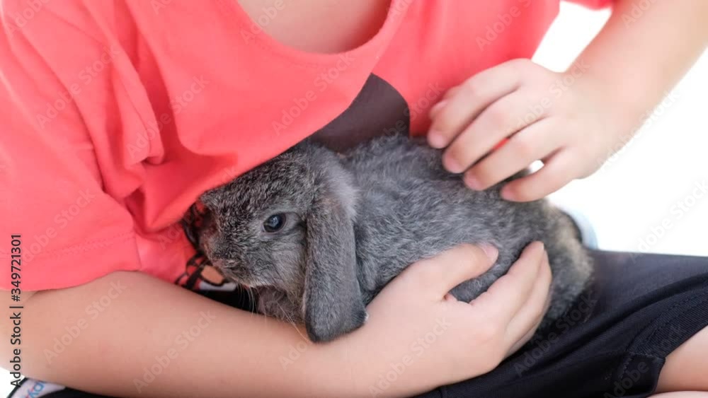rabbit with green bokeh background, bunny pet
rabbit with green bokeh background, bunny pet