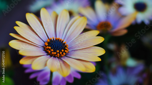 Close-up photo of african daisy with colorful bokeh background.