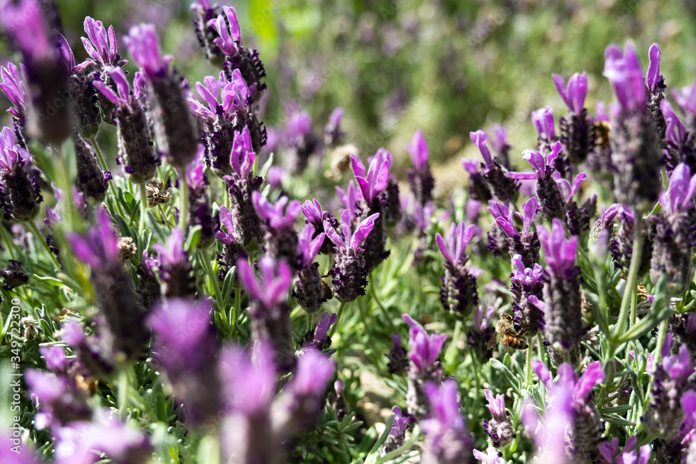 Obraz premium Lavender and Bees