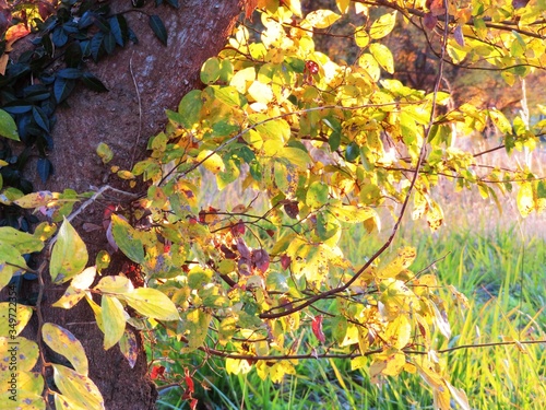 日本の田舎の風景 11月 夕陽に染まる山の木々 黄葉